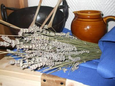 Lavendel